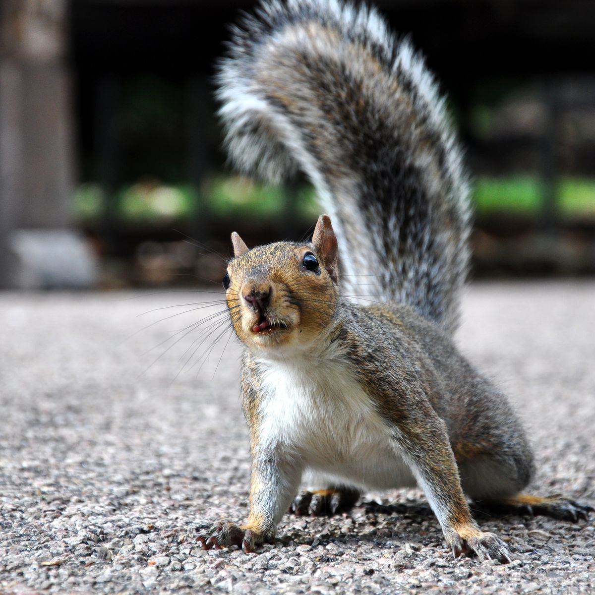 squirrel city urban life evolution new york city