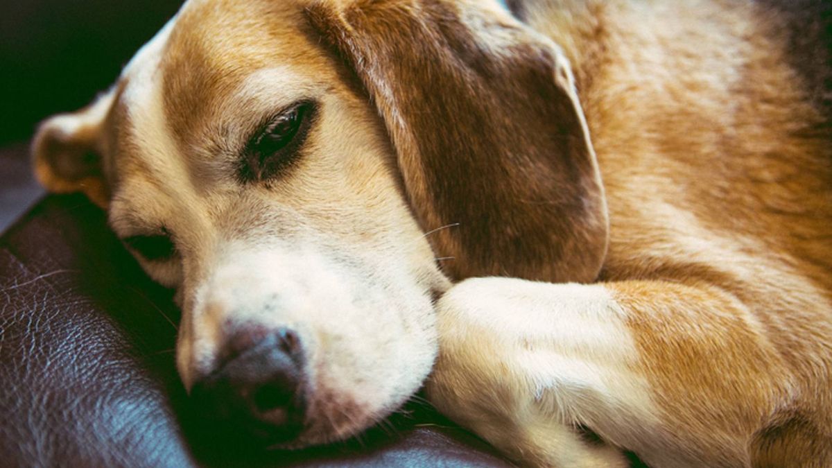 Why do dogs sleep with eyes open and is it normal? - PetsRadar