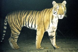 tiger conservation, kaziranga national park