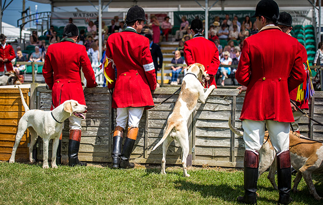 Action from outside the ring as hounds are waiting to be assessed by the judges