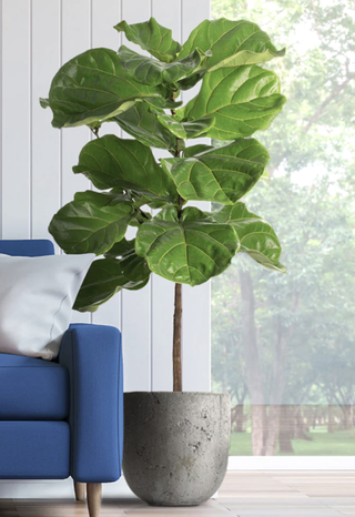 fiddle leaf fig tree in a pot