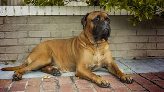 Bullmastiff lying down on the ground