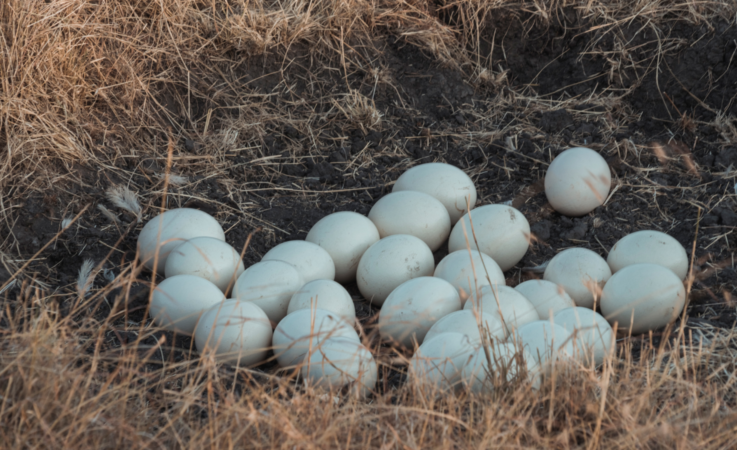 A closeup of Ostrich Eggs on field.