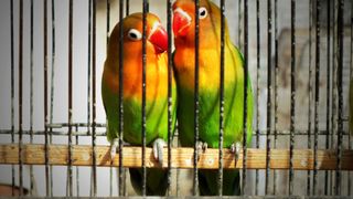 Two colourful birds in cage