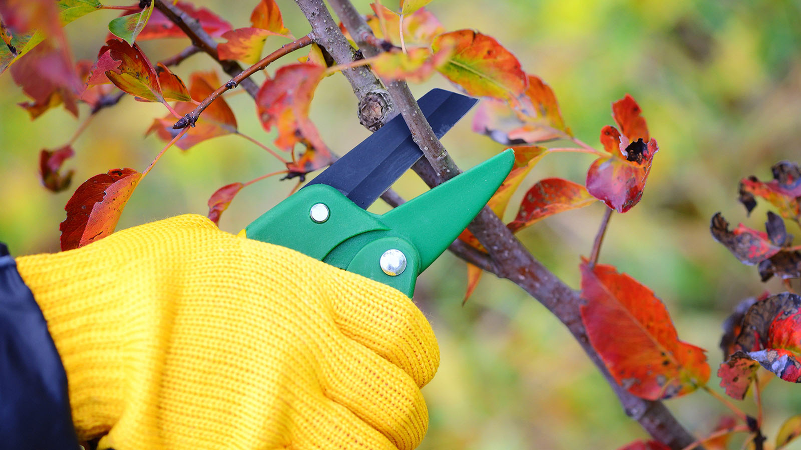 Gloved hand pruning plants in fall