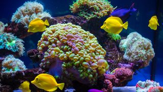 Colorful yellow fish swimming amongst coral