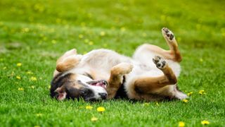 Dog rolling on grass