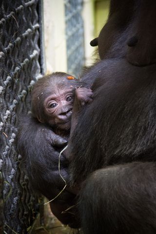 JJ is mother Tabibu's first infant. Colo, his great-grandmother, was the first gorilla born in captivity, in 1956.