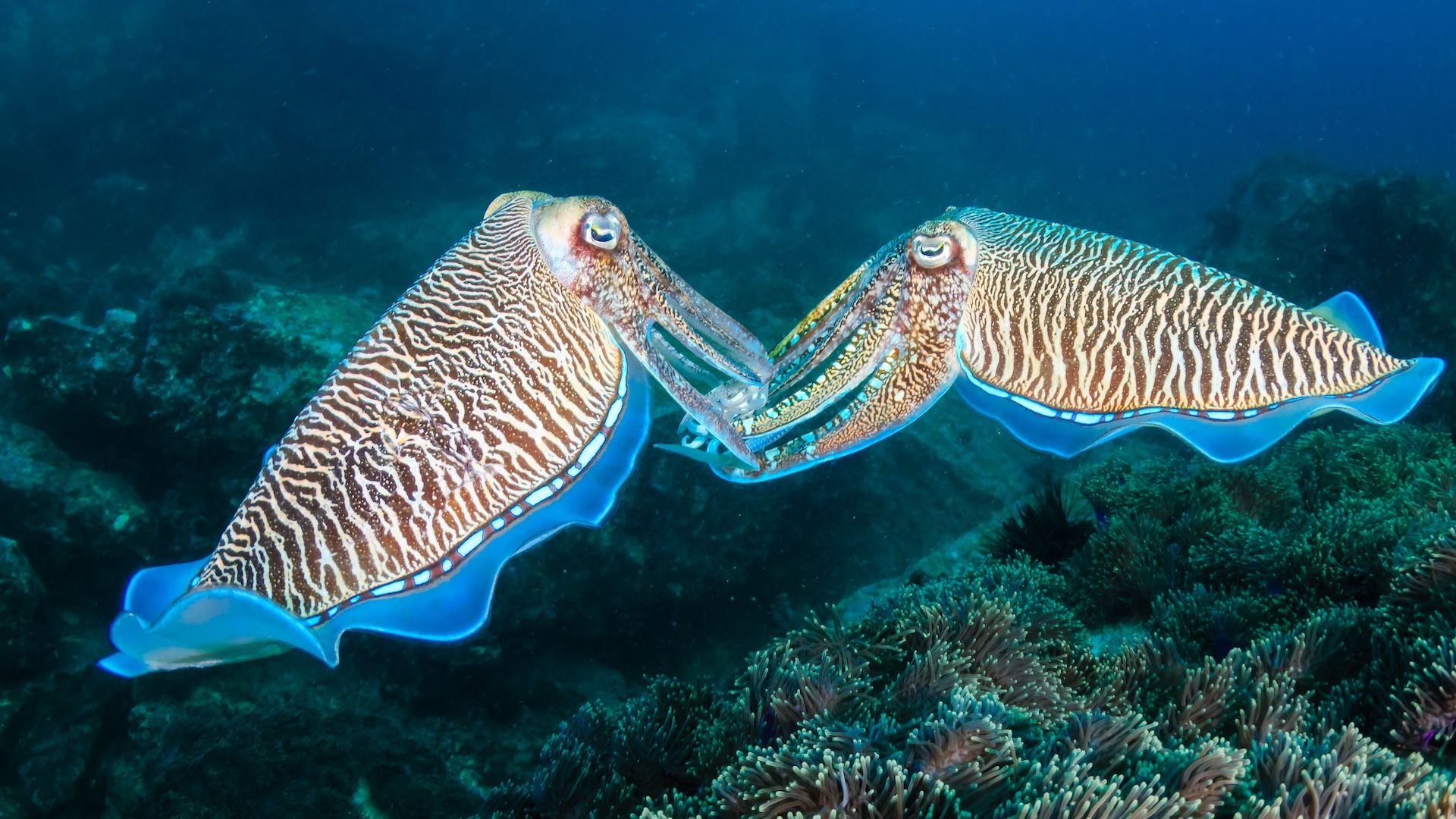 two cuttlefish in the ocean