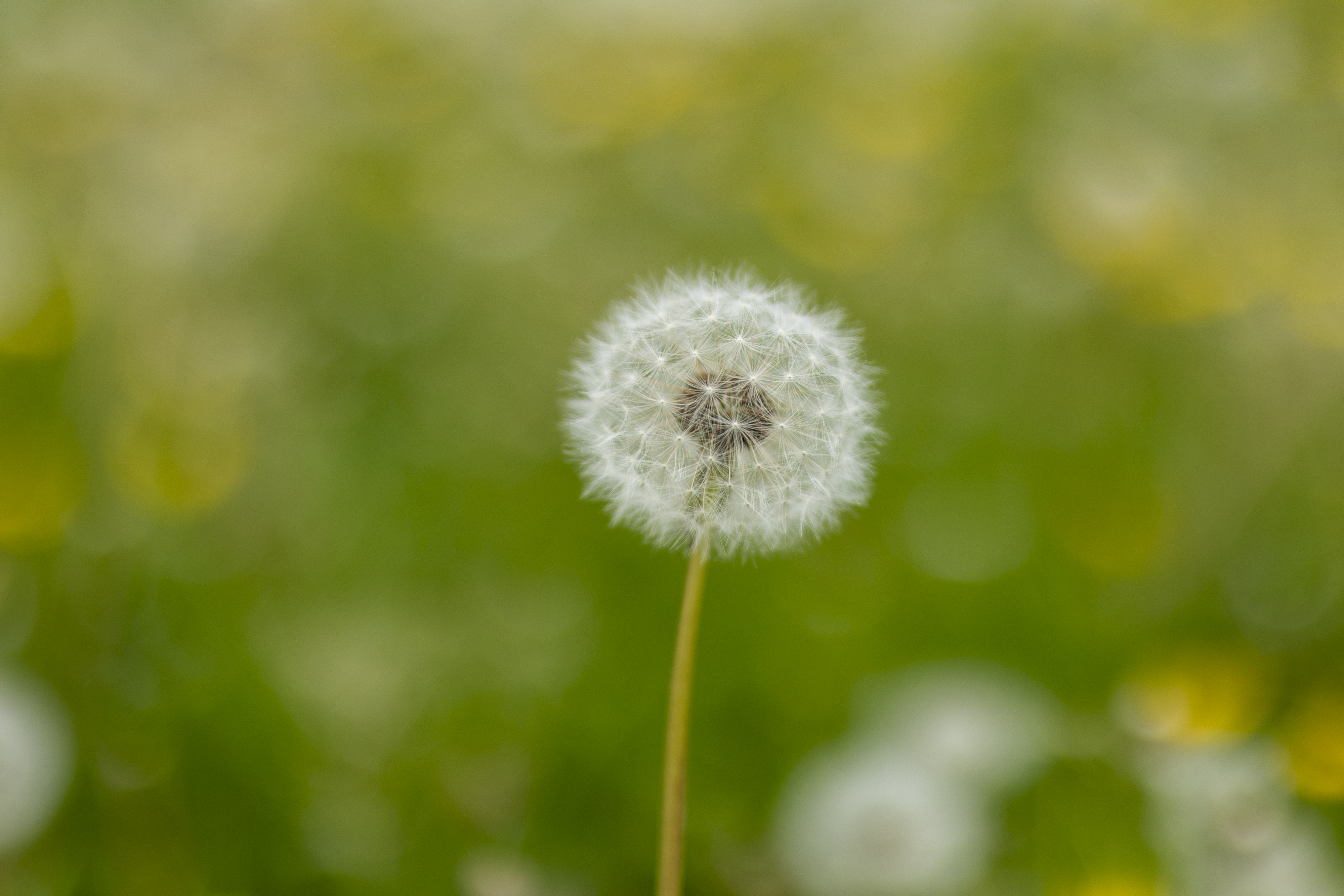 Shallow depth of field dandelion flowers