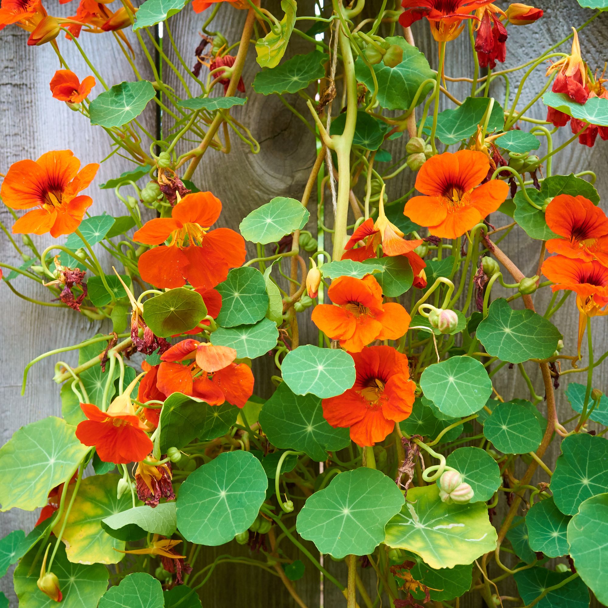 nasturtiums in garden border