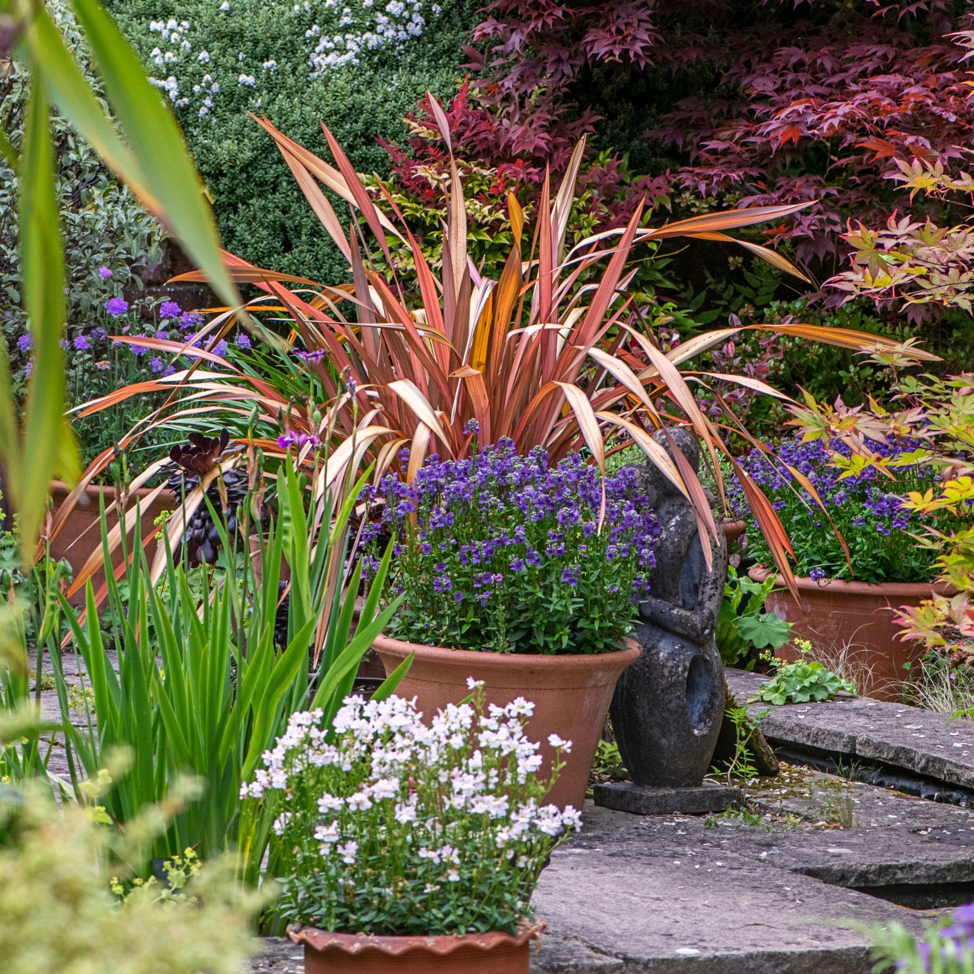 phormium in front garden container