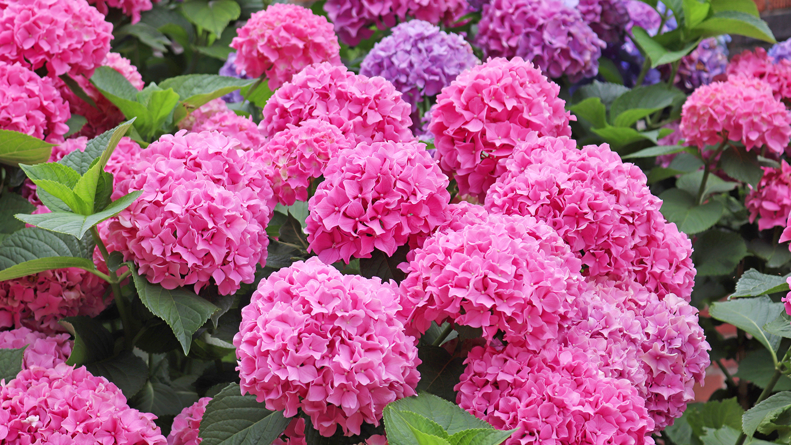 Vibrant pink hydrangea blooms