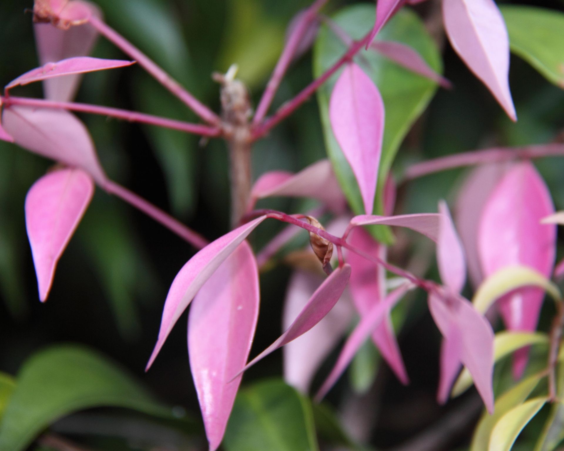 Best plants for fence line 13 ways to add interest to backyard