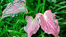 Vibrant pink caladium leaves with green and white veining