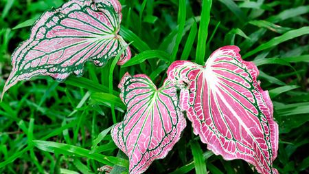 Vibrant pink caladium leaves with green and white veining
