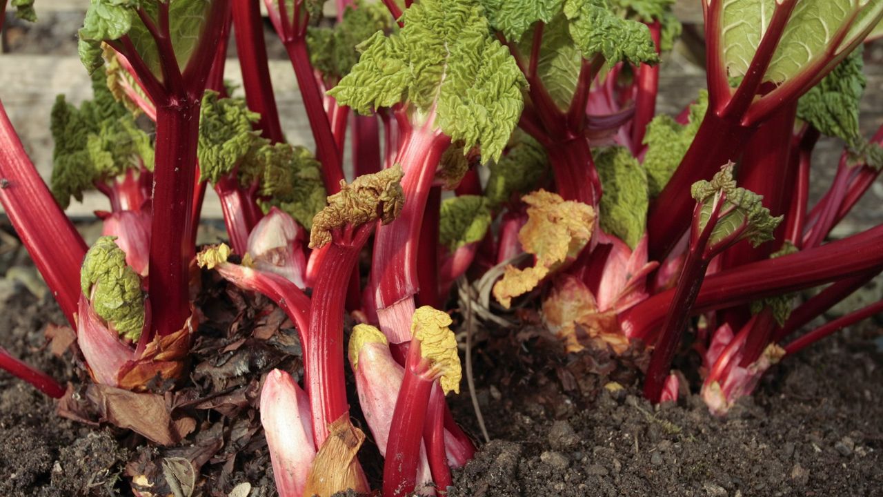 A rhubarb crown up-close with stems and buds