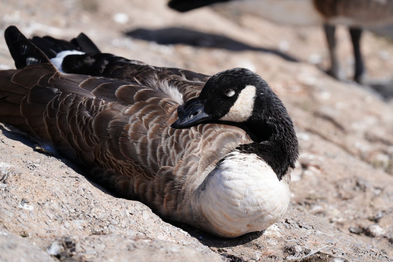 Sony FE 400mm f/4.5 GM OSS sample image