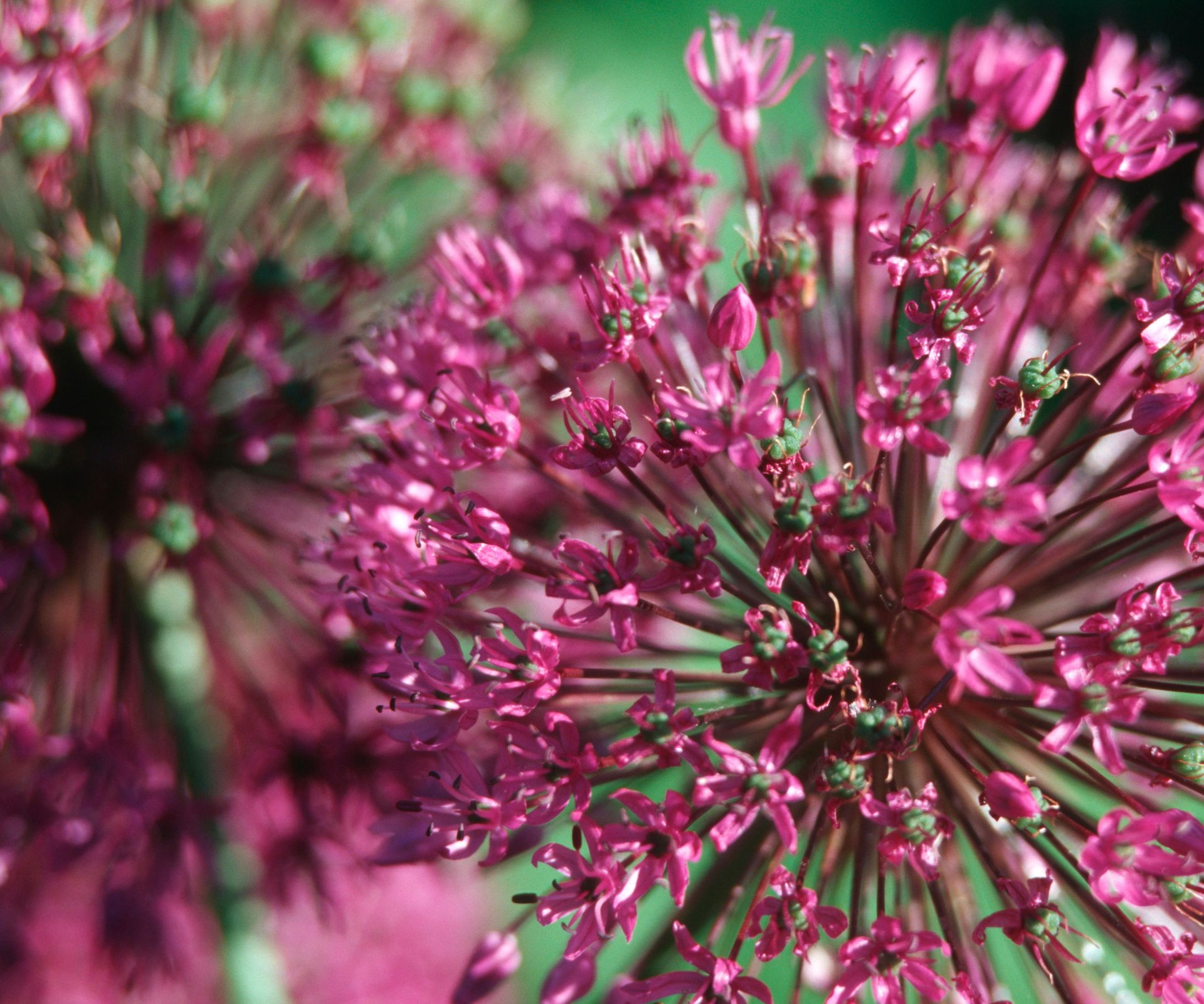 Allium red giant
