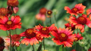 Gaillardia (blanket flower)