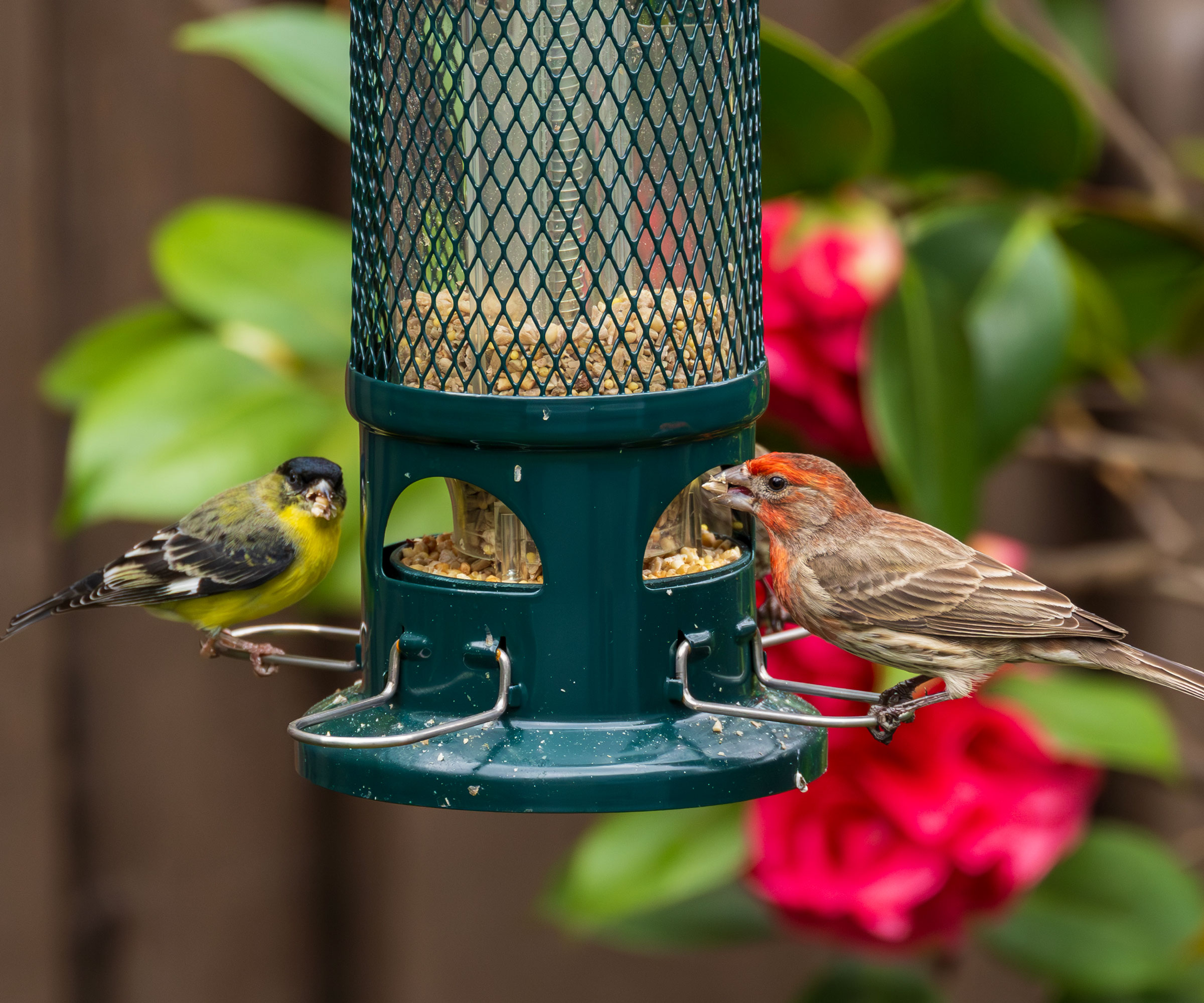finches eating from bird feeder in garden