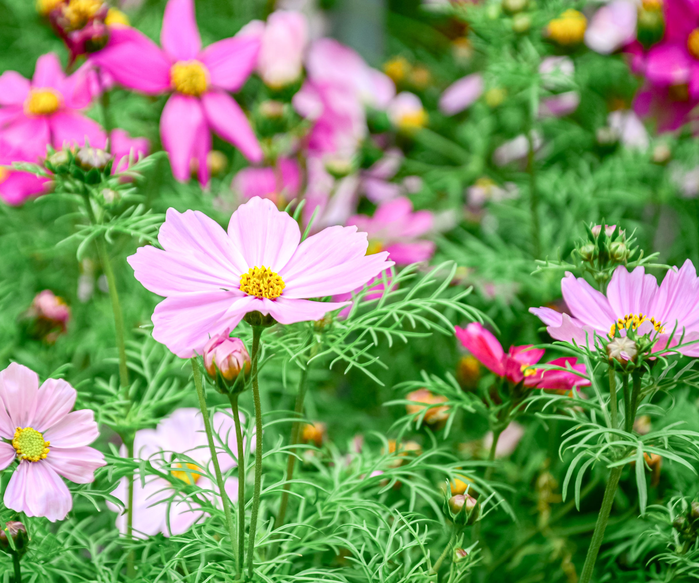 pink cosmos flowers with bright green fringe leaves