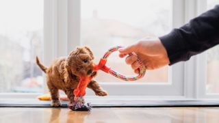Should you play tug of war with your puppy? A puppy playing tug indoors with his owner