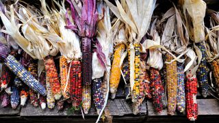 Ears of "Indian" corn