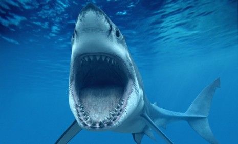 OK, yes, they look scary, but sharks are actually hunted by humans in great numbers and are in danger of becoming extinct.