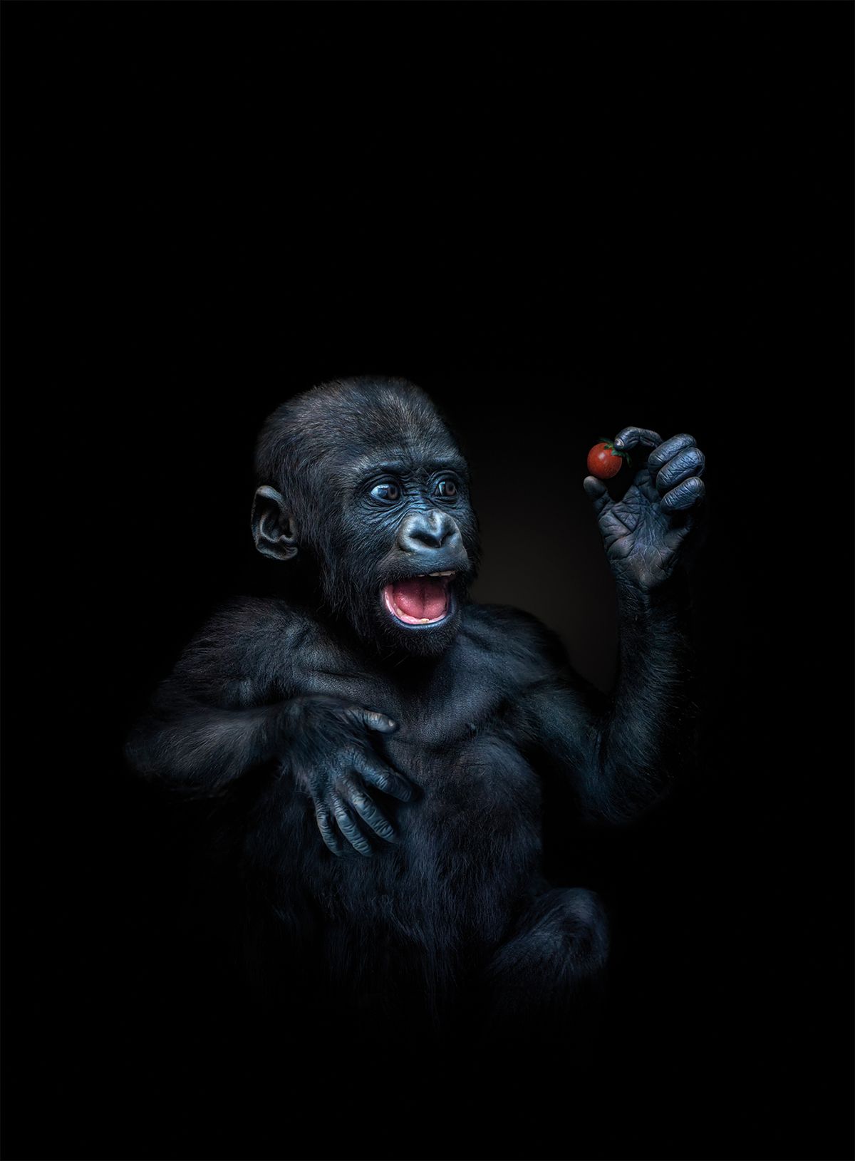 A primate with dark fur, holding a vibrant red cherry tomato, sits against a black background, showcasing its expressive hands