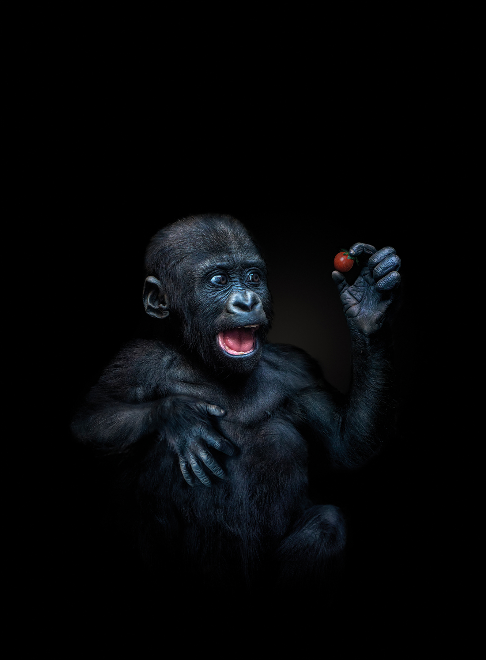 A primate with dark fur, holding a vibrant red cherry tomato, sits against a black background, showcasing its expressive hands