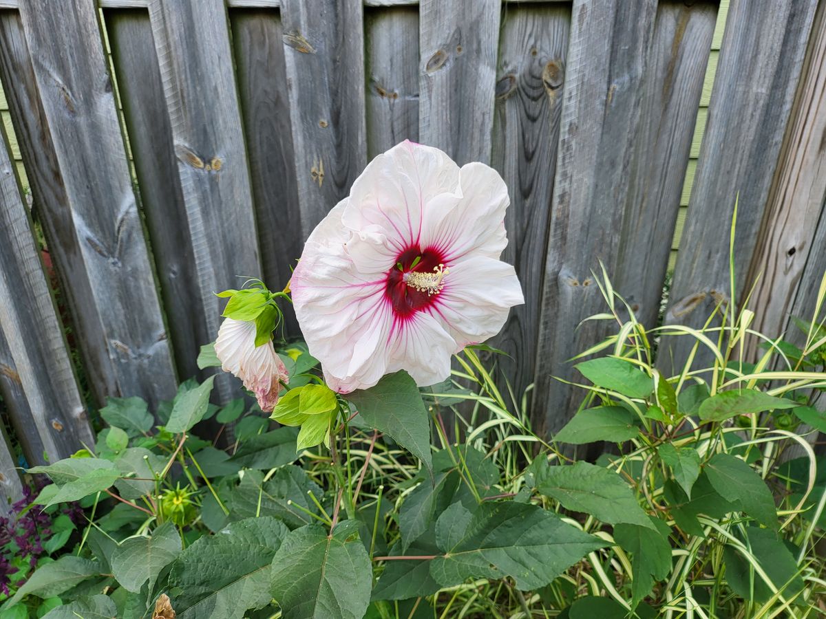 Samsung Galaxy Z Fold 3 camera samples
