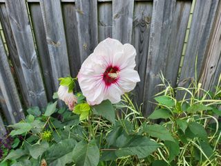 Samsung Galaxy Z Fold 3 camera samples