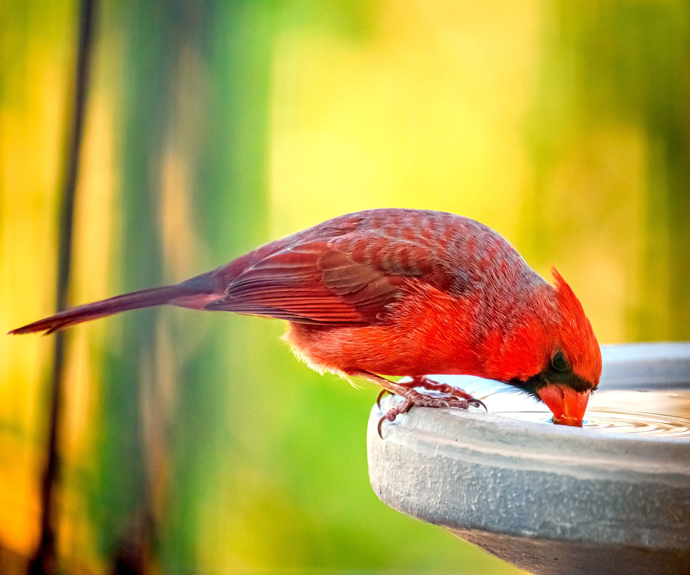 northern cardinal drinking from stone bird bath