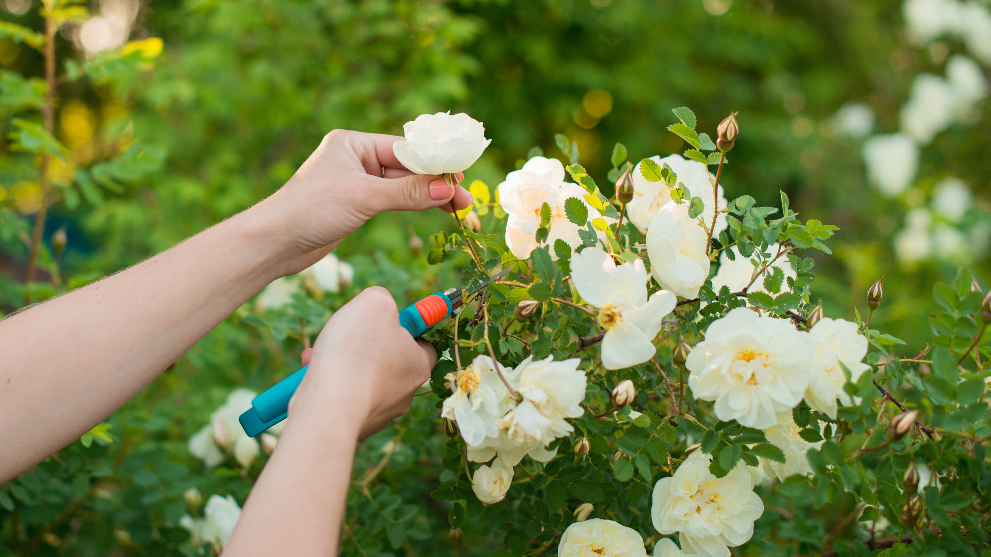 cutting of white flowers - Lily Solopova - GettyImages-1397654367