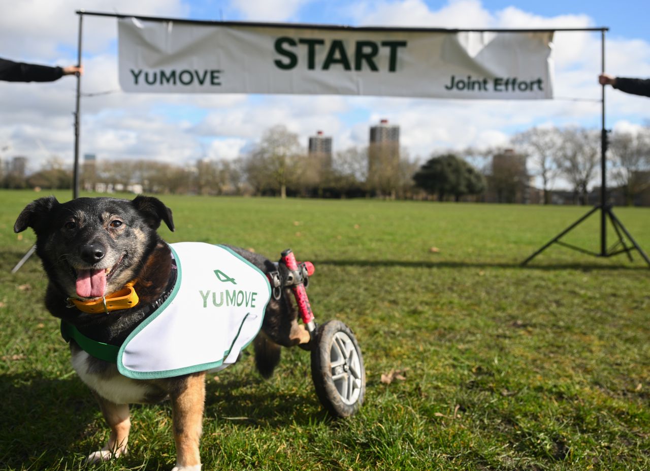 Two-legged relay competitor, Pippa