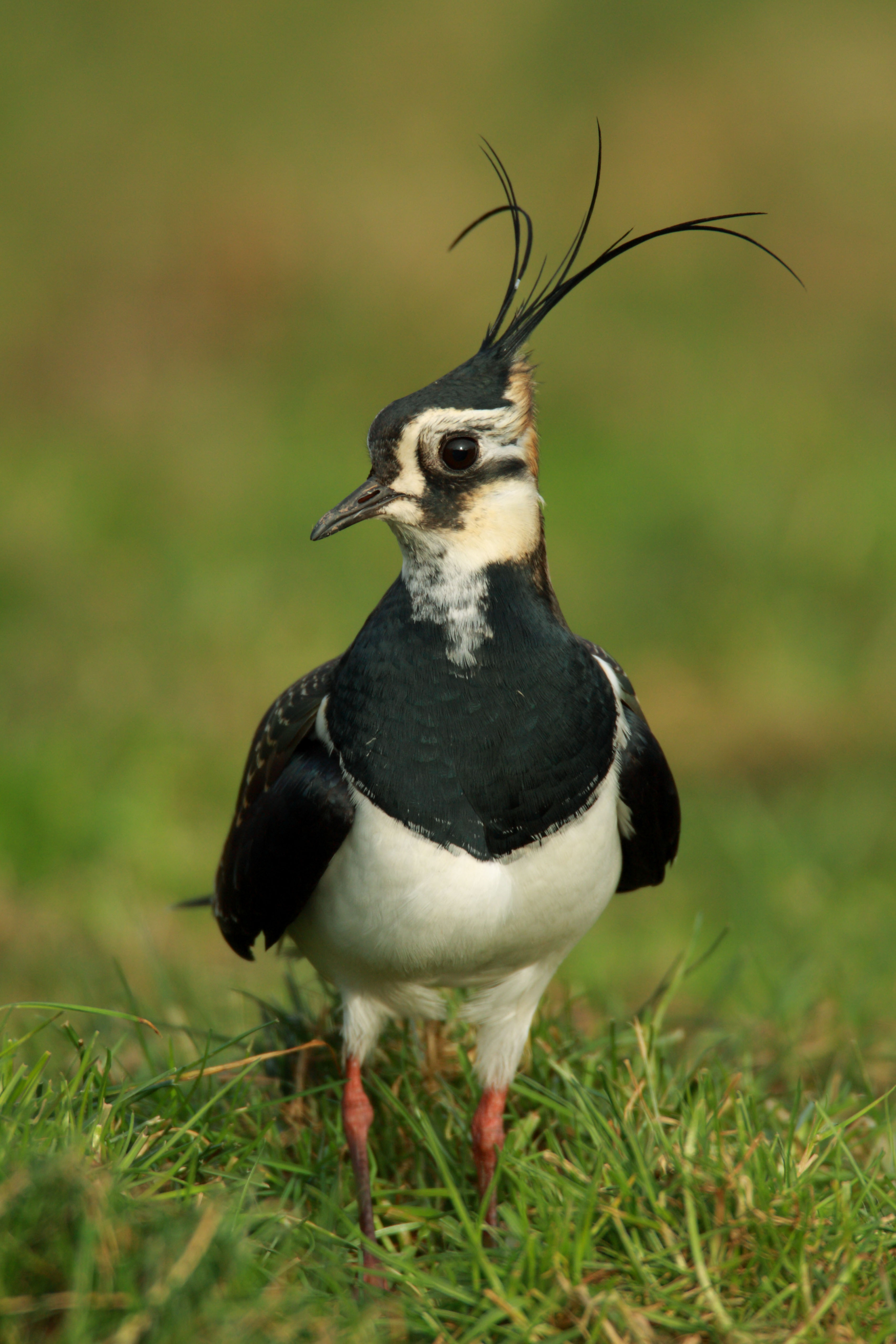 Lapwing