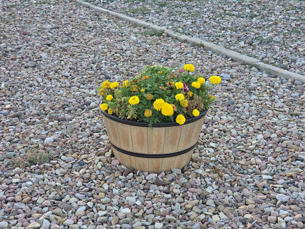 Photos of a car, plant, and man taken on the Samsung Galaxy S26