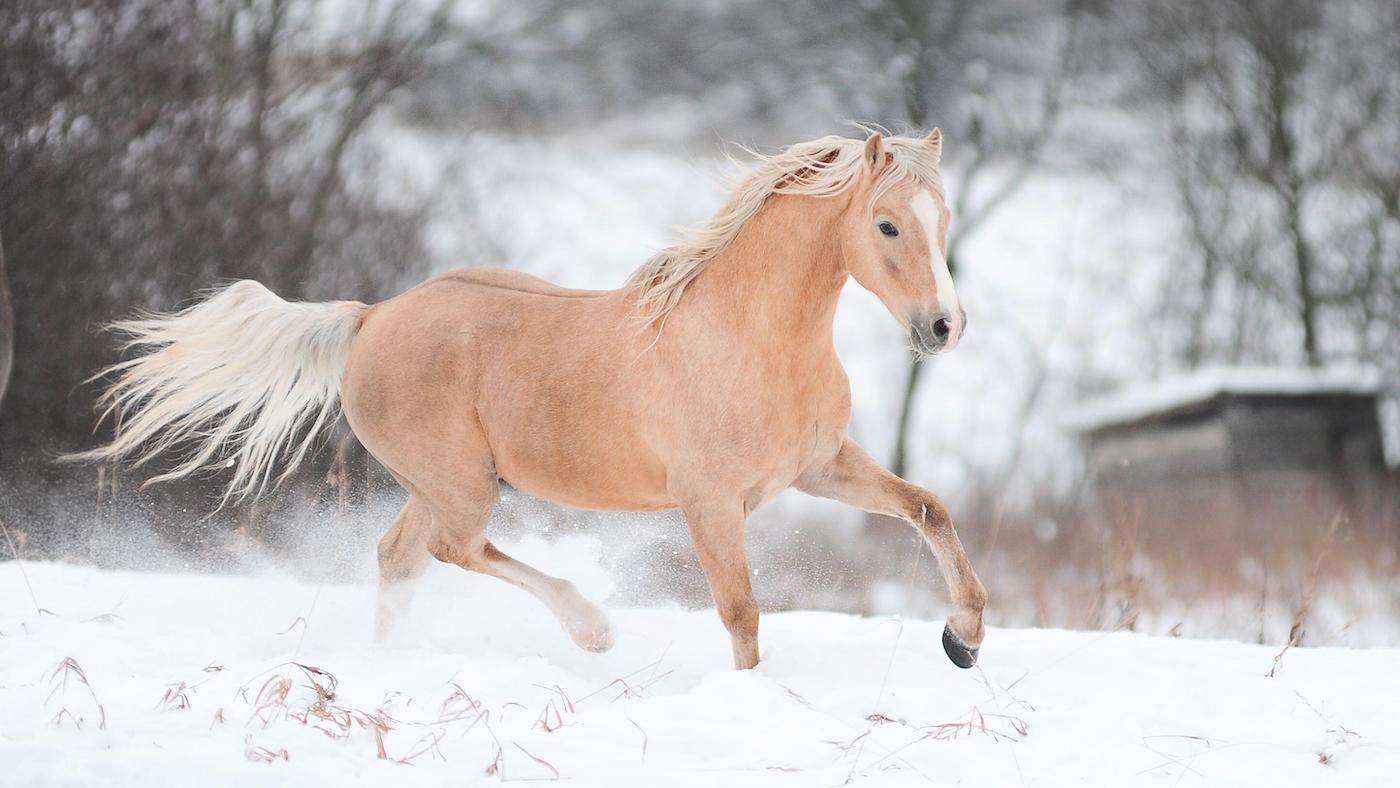 Palomino pony playing in snow