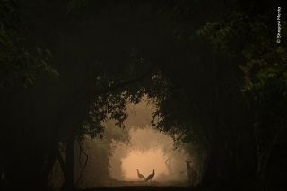 Trees cover over a tunnel like space, in the distance is a silhuoette of two water birds lit up by the dawn/dusk sun