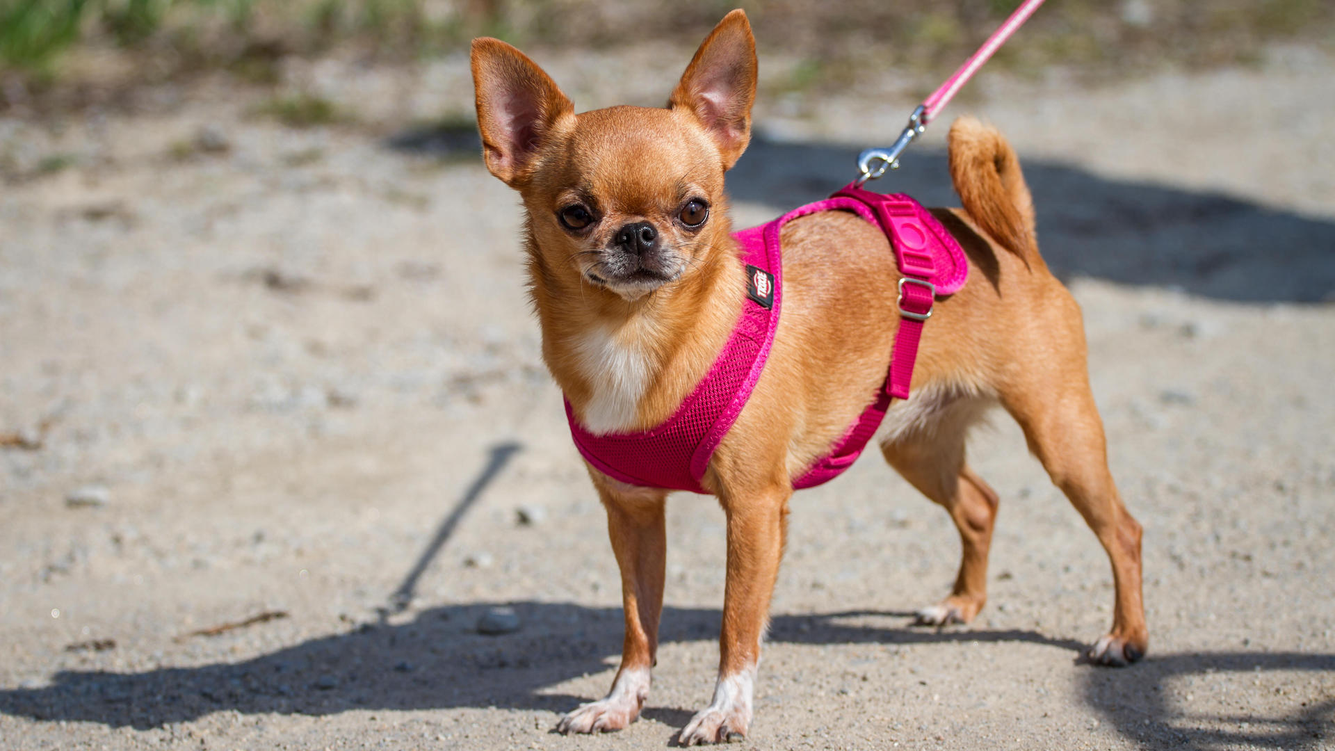 Chihuahua with pink harness and leash