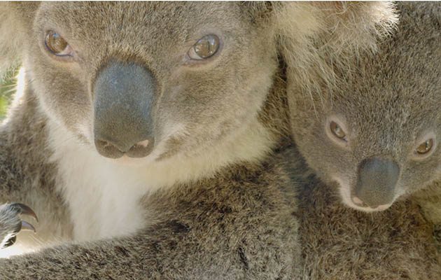 Secret Life of the Koala