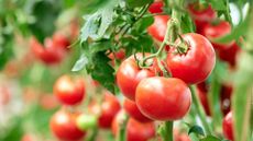 Three ripe tomatoes on green branch. Home grown tomato vegetables growing on vine in greenhouse. Autumn vegetable harvest on organic farm.