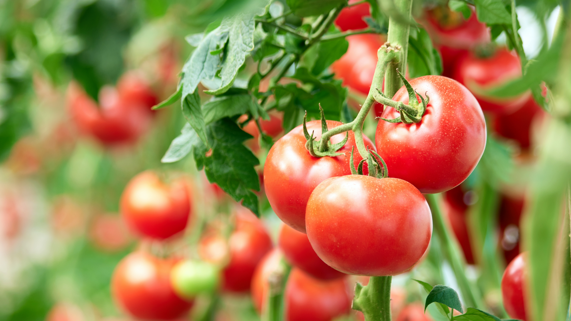 Three ripe tomatoes on green branch. Home grown tomato vegetables growing on vine in greenhouse. Autumn vegetable harvest on organic farm.