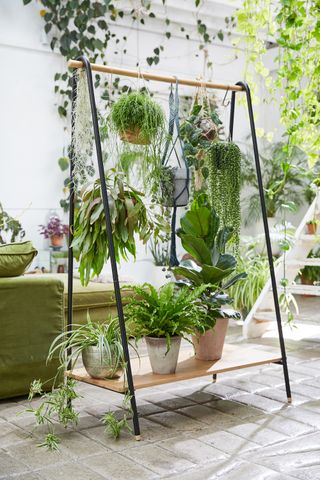 House plants on hanging rail