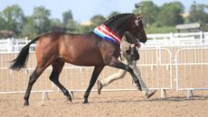 Copy-of-Sandboro-Sir-Henry_PAYMENT-TO-EQUINATIONAL.jpg