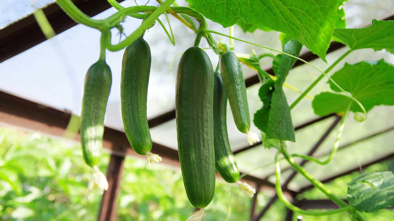 cucumbers growing in a greenhouse