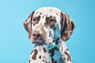 Brown dalmatian dog.