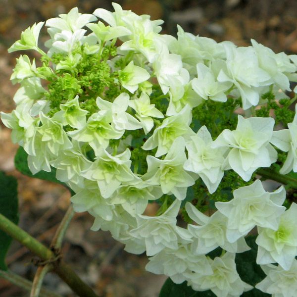 Gatsby Star&amp;reg; Oakleaf Hydrangea