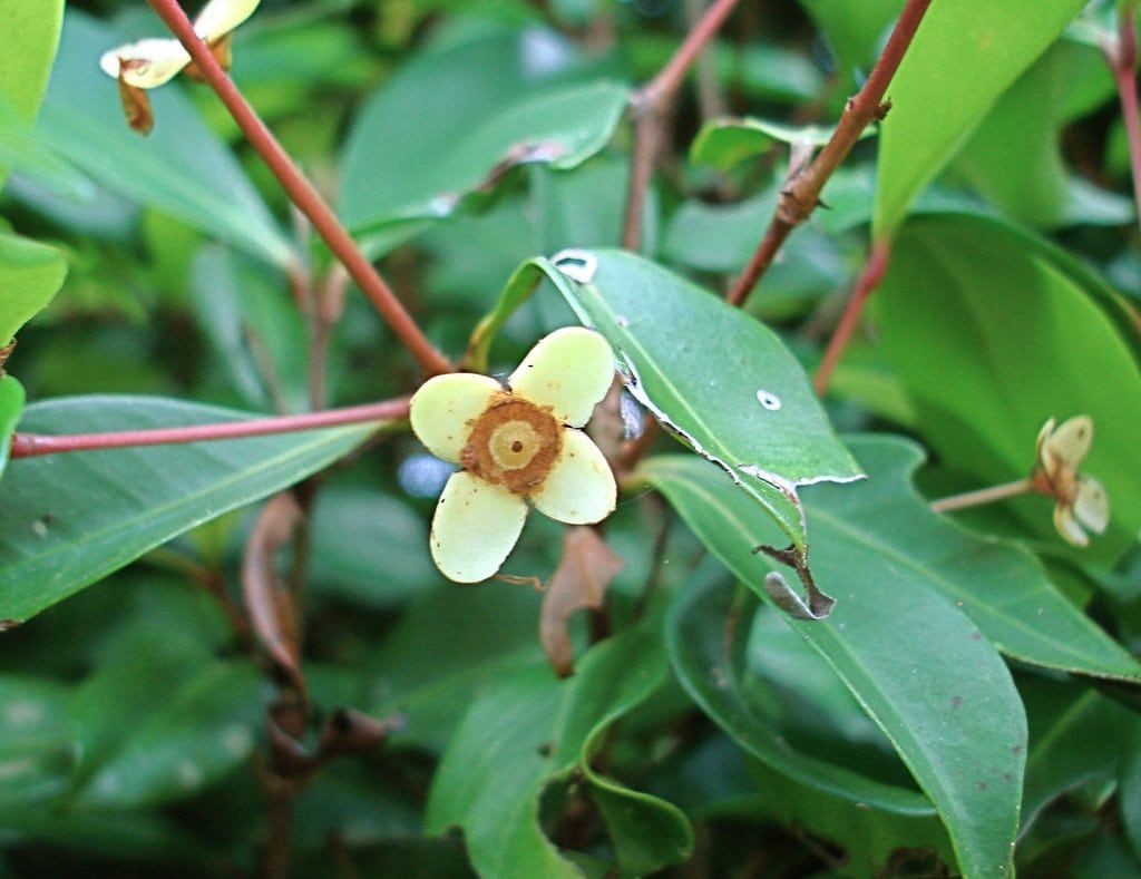 Beach Cherry Plant